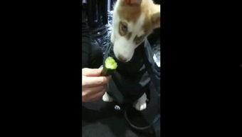 狗狗吃瓜动作视频,可爱瞬间引网友热议