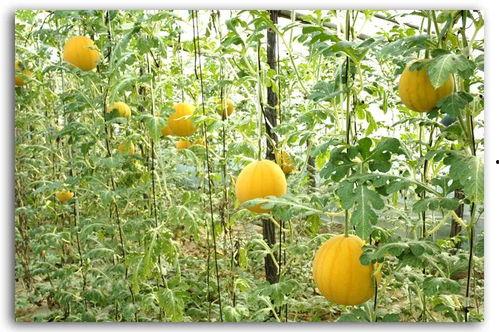 西林云财吃瓜,揭秘吃瓜背后的财经风云