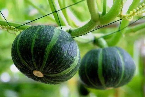 富宁最近吃瓜新闻