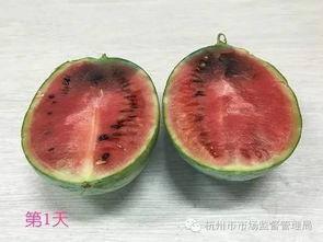 西西吃瓜长了西瓜