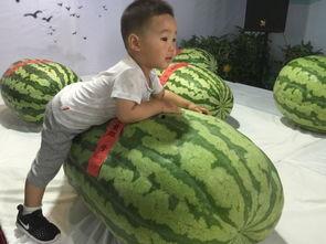 自贡吃瓜群众事件,网络舆论的狂欢与反思