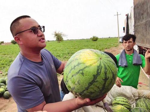 马瓜瓜吃瓜,马瓜瓜的瓜界探险记