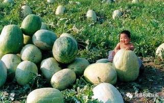 山东卖房吃瓜,全民吃瓜，房产市场新风向