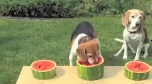 狗吃瓜比赛视频,萌宠吃瓜大赛欢乐上演