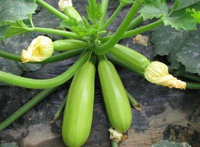 睡前吃酉瓜和哈米瓜,睡前美味，助眠养生新选择