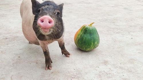 农村给猪吃的瓜