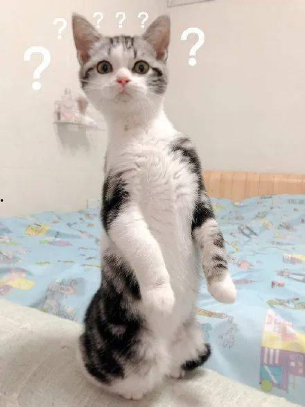 石家庄猫咪吃瓜,石家庄猫咪的夏日“吃瓜”生活