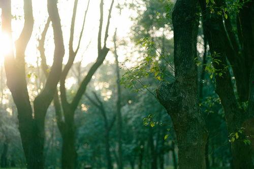 吃瓜绿色树林,揭秘神秘森林中的绿色奇迹