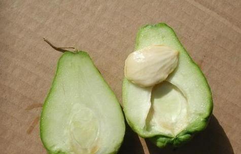 不知怎么吃佛手瓜,告别不知如何下口的困惑