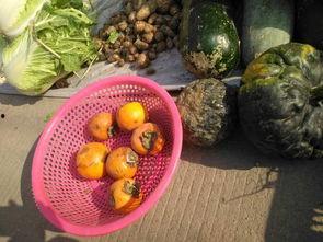 丑瓜可以吃吗,营养价值高，揭秘其美味与营养双重享受