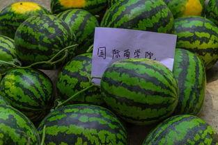 吃瓜大家一起来吃瓜,一起品味生活百态，共享吃瓜乐趣