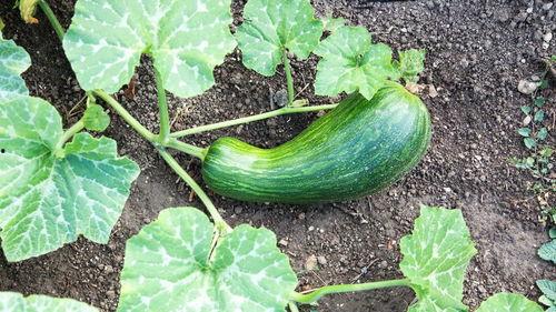 瓠瓜叶子怎么吃,营养丰富的绿色美食新发现